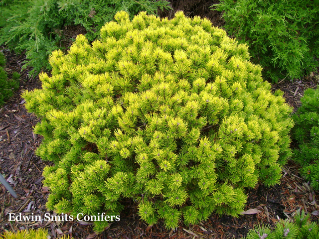 Pinus mugo 'Ophir'